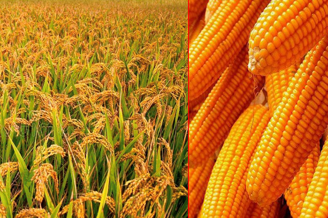 बैतडीमा यो बर्ष धान र मकै उत्पादनमा वृद्धि 